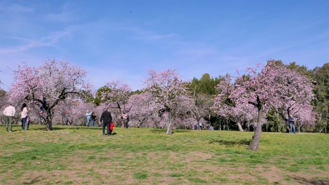  Walking between blooming almond trees with pink flowers at the park of Quinta de los Molinos in Madrid, Spain in spring. Famous park in Madrid with blooming almond trees.
