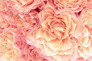 Light pink roses floral background close up. Luxury beautiful roses of gentle pastel colors with drops of water on the petals. 