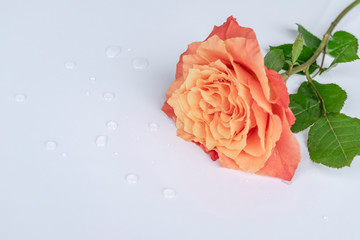 Pink rose  close-up on a white background, free space for text. Beautiful love concept for Valentine's Day, Mother's Day, Women's Day, Birthday, feminine themes, beauty.