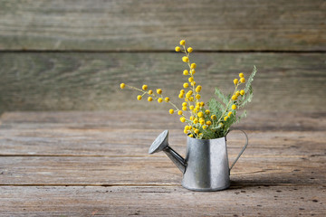 Yellow mimosa flowers in watering can on wooden background. © magic_rainbow
