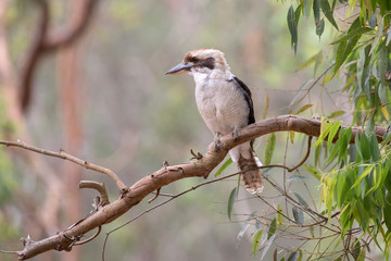 Laughing Kookaburra perched in Gum Tree