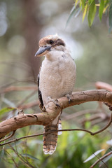 Laughing Kookaburra perched in Gum Tree