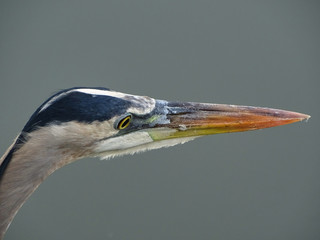 Great Blue Heron, Blaureiher Nahaufnahme Kopf