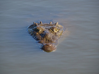 Alligator kommt auf Wasser angeschwommen