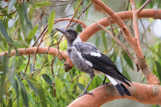 Juvenil Australian Magpie perched in Sydney Redgum