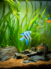 zebra Angelfish (Pterophyllum scalare) in a tropical aquarium