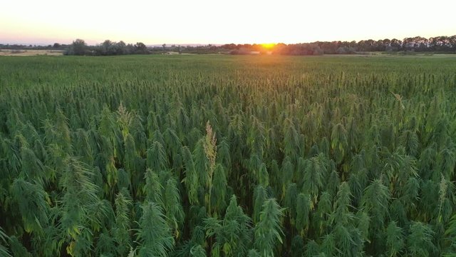 Wide aerial sunset view of a beautiful marijuana CBD hemp field