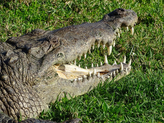 Obraz premium Alligatorkopf mit offenem Maul und gefährlichen Zähnen