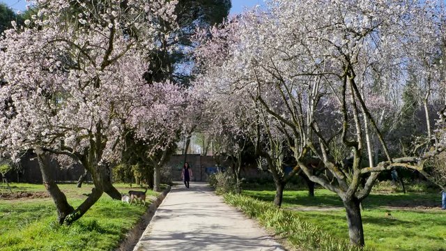 Dogs are playing between blooming almond trees with pink flowers at the park of Quinta de los Molinos in Madrid, Spain in spring. Famous park in Madrid with almond trees.