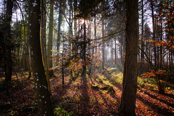 Fototapeta premium Winter 2020 in Switzerland, it is very warm and there is no snow