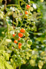 Little green and red cherry tomatoes ripen