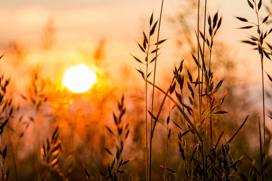 roter Sonnenaufgang Feld