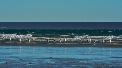 Flamingos feeding at low tide,Peninsula Valdes,Patagonia, Argentina