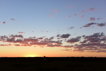 Cows grazing in the field, in the Pampas plain, Argentina