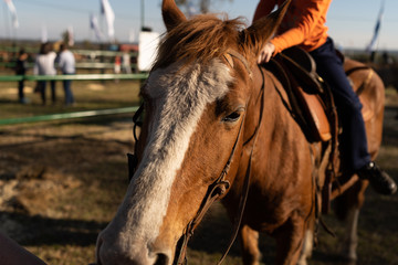 Fototapeta premium portrait of a horse