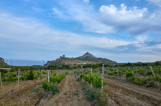 Vineyards in the highlands. Beautiful mountain view, Sudak District, Republic of Crimea. Genoese fortress on the horizon.