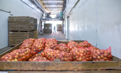 Onion storage. Crops warehouse. Dry cool storage. Stacked wooden crates with onion bulbs.