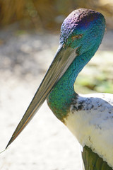 View of a jabiru black-necked stork bird in Australia