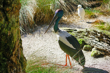 View of a jabiru black-necked stork bird in Australia
