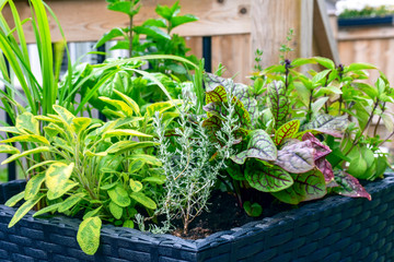 Fresh food from your own garden is part of a healthy lifestyle. Planted in spring, these herb...