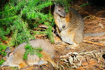 Australian wallaby kangaroo at a park in Perth, Australia