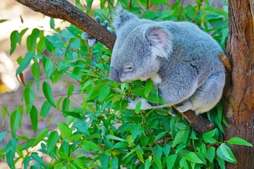 A koala on a eucalyptus gum tree in Australia