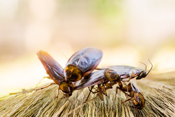 Selective focus to cockroachs on brown broom.