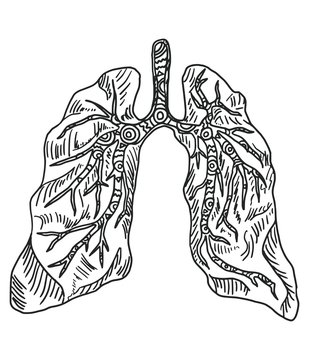 Doodle drawing organ lung on a white background