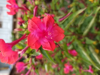 red flower in the garden