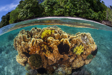 Healthy corals grow in the shallows near a tropical island in Raja Ampat, Indonesia. This region is...