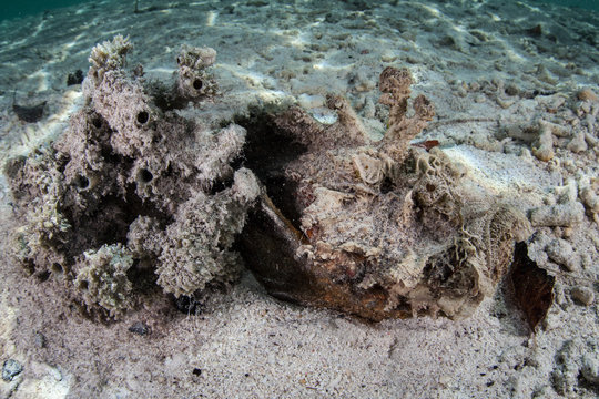 A Horrid stonefish, Synanceia horrida, waits for prey in Raja Ampat, Indonesia. This region is known for its incredible marine biodiversity and is a popular destination for diving and snorkeling.