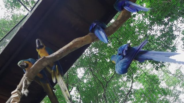 Slow Motion Macaws Parrots Perch Bird Park Zoo Foz do Igua&ccedil;u Brazil