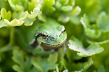 Tree frog sitting on leaves