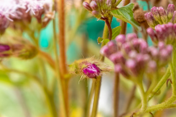 flor,madeira, natureza, composição, floral, 