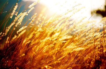 Wheat.