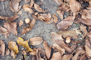 Walnuts and leaves on the ground