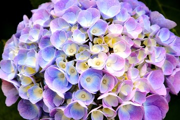 hortensia flowers hortensia in the garden