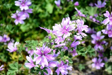 malva flowers in the garden