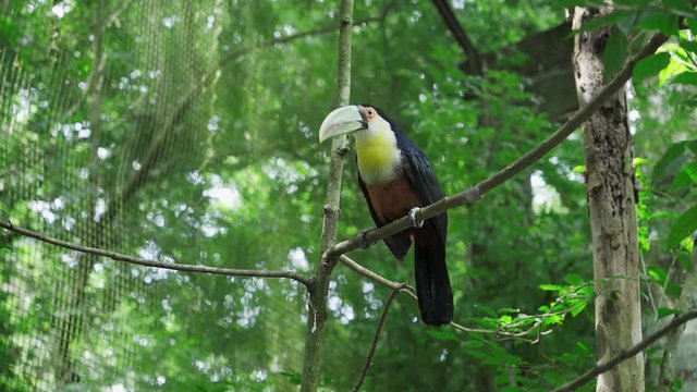 Slow Motion Tucano de costas m&eacute;dio Parque das Aves Zool&oacute;gico Foz do Igua&ccedil;u Brasil