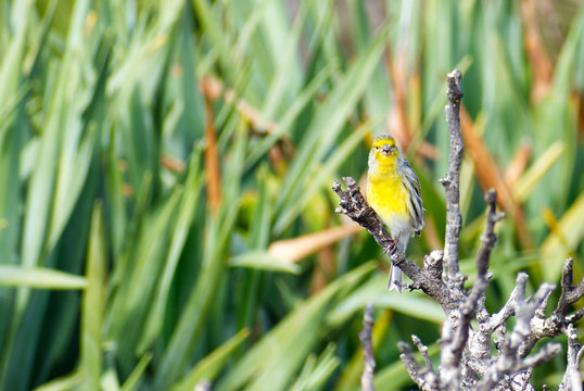 An Atlantic Canary (Serinus canaria) perched on a branch singing while looking at the camera on the island of Madeira, with copy space to the left and a blurred green vegetation bokeh background.
