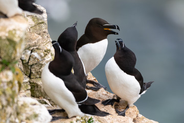Razorbills on cliff