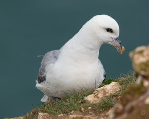 Fulmar on cliff