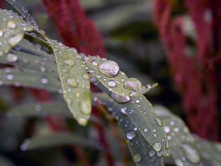 Water drops on plants