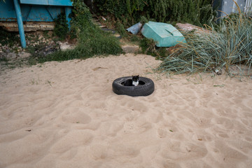 Homeless cat sitting in a car tire on the beach