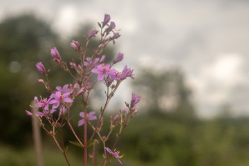 natureza, flores, colorido, cão, dócil, 