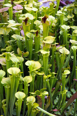 Obraz premium Gelbe Schlauchpflanze (Sarracenia flava) im Botanischen Garten