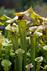 Gelbe Schlauchpflanze (Sarracenia flava) im Botanischen Garten