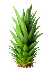 Leaf pineapple isolated on white background. Close-up.