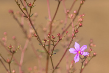 natureza, flores, colorido, cão, dócil, 