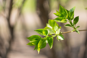 The first green leaves on a tree branch on a blurred background. Awakening of nature in the spring.